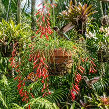 Russelia Red Flower Seeds for Hanging Garden Planting
