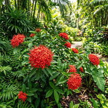 Ixora Coccinea Maui Red Starter Plant