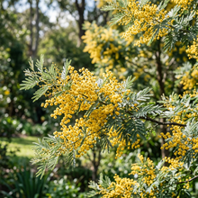 Acacia Dealbata Silver Wattle Seeds