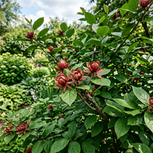 Sweetshrub Carolina Allspice Shrub Seeds