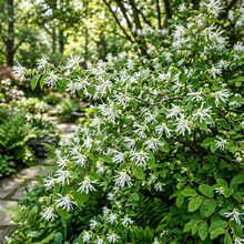 White Loropetalum Flower Seeds