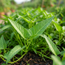Kong Xin Cai Green Leaf Vegetable Seeds