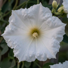 White Moonflower Vine Seeds for Trellis Gardens