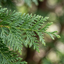 American Arborvitae Thuja Tree Seeds