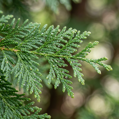 American Arborvitae Thuja Tree Seeds