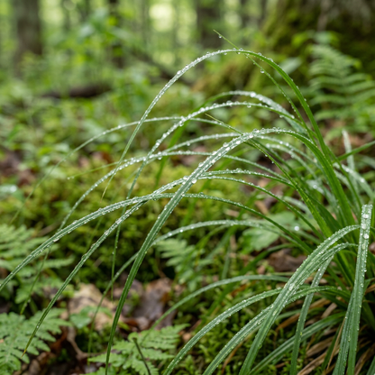 Appalachian Sedge Ornamental Grass for Shade Gardens