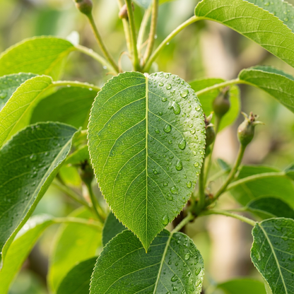 Asian Korean Pear Seeds for Container Garden