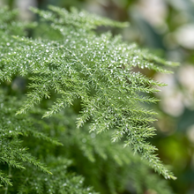 Asparagus Plumosus Nanus Fern Seeds for Pots