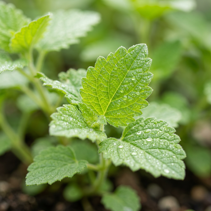 Baical Skullcap Scutellaria Herb Seeds