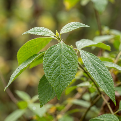 Beautyberry Callicarpa Americana Seeds