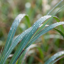 Big Bluestem Grass Seeds for Landscape Planting
