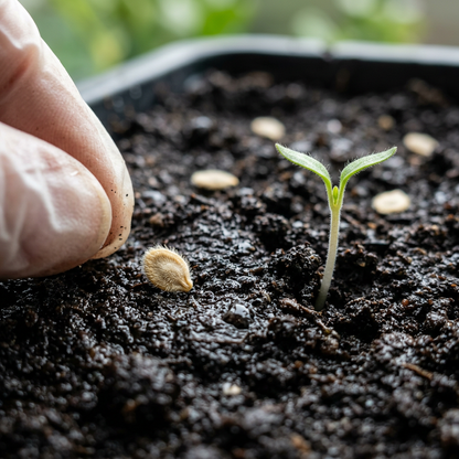 Big Boy Tomato Seeds – High Yield Tomato Seeds for Home Garden