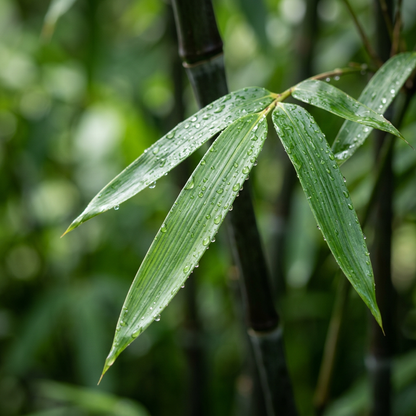Black Bamboo Seeds for Privacy Screens & Containers