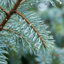 Blue Douglas Fir Seeds (Pseudotsuga menziesii) – Evergreen Conifer Tree Seeds