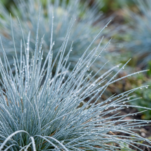 Blue Fescue Festuca Glauca Grass Seeds