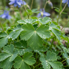 Blue Rocky Mountain Columbine Flower Seeds