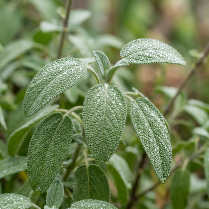 Blue Sage Flower Seeds for Outdoor Pollinator Gardens