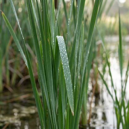 Cattail Wetland Garden Plant Seeds