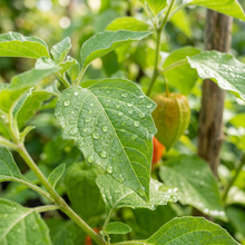 Chinese Lantern Seeds (Physalis alkekengi) – Ornamental Husk Cherry Seeds