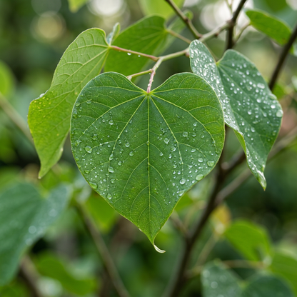 Chinese Redbud Tree Seeds