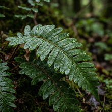 Christmas Fern Roots (Polystichum acrostichoides) – Native Fern Rhizomes