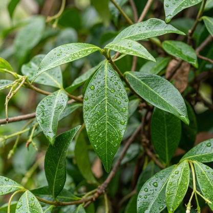 Climbing Jasmine Flower Seeds for Balcony & Trellis Gardens