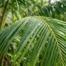 Coconut Tree Seeds for Home Garden Planting
