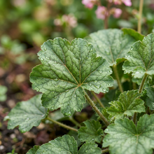 Coral Bells Firefly Heuchera Seeds