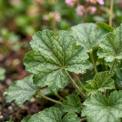 Coral Bells Firefly Heuchera Seeds