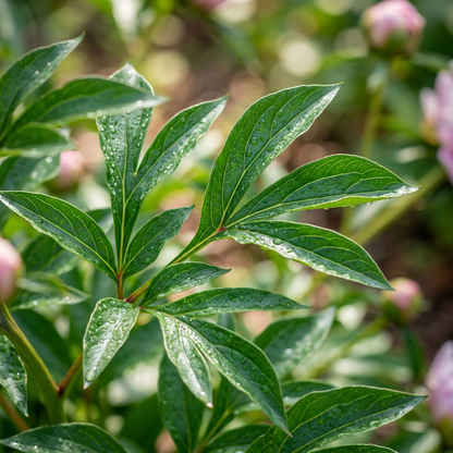 Cotton Candy Peony Flower Seeds for Garden Beds