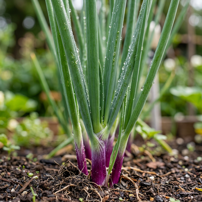 Deep Purple Scallion Onion Seeds for Garden Planting