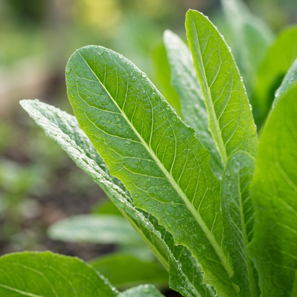 Deer Tongue Amish Leaf Lettuce Seeds