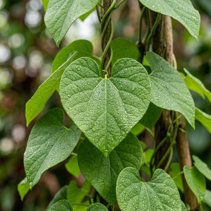 Dutchmans Pipe Climbing Flower Seeds for Trellis Gardens