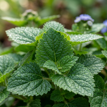 Dwarf Blue Mink Ageratum Seeds for Flower Beds & Containers