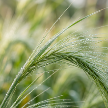 Hordeum Jubatum Foxtail Barley Grass Seeds