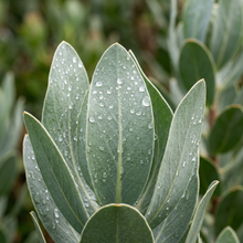 Giant King Protea Flower Seeds for Decorative Landscapes