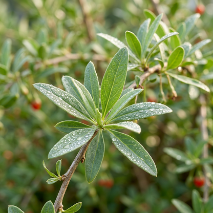 Goji Berry Seeds for Home Garden & Container Growing