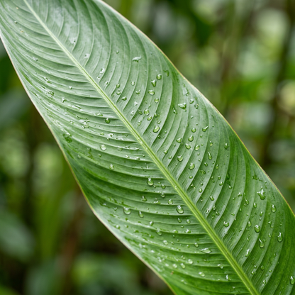 Golden Torch Heliconia Champneana Seeds