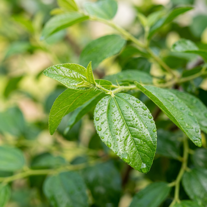 Green Jujube Tree Seeds for Outdoor Garden Growing