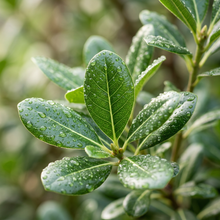 Japanese Cheesewood Seeds