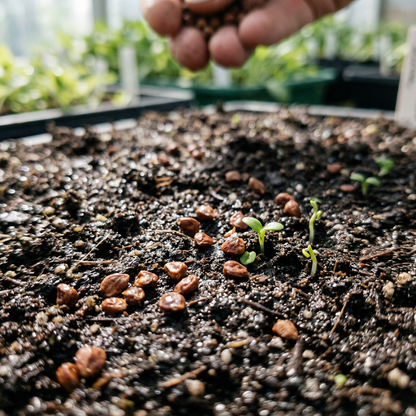 Japanese Cheesewood Seeds