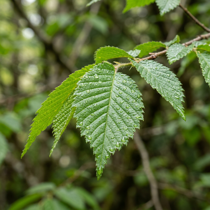Japanese Elm Tree Seeds