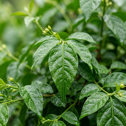 Jasmine Flower Seeds for Home Garden Planting