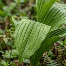 Lady's Slipper Orchid Flower Seeds for Garden Planting