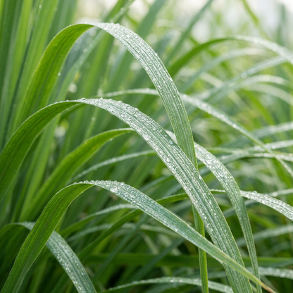 Lemongrass Herb Seeds
