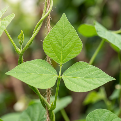 Lima Bean Seeds for Home Gardening