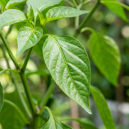 Cayenne Long Red Pepper Seeds – Long Pepper Seeds for Home Garden