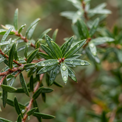 Manuka Tree Seeds for Garden Landscape Planting