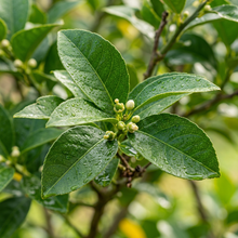 Meyer Lemon Tree Seeds for Citrus Garden Growing