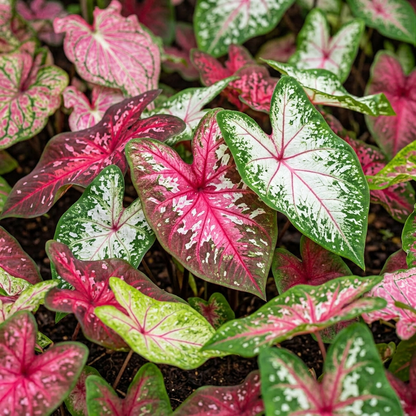 Mix Caladium Seeds for Indoor Outdoor Garden Decor